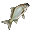 Crucian Carp