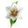 Dawn Iris