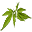Wild Foliage